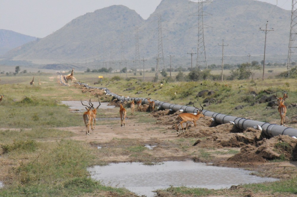 乍得Ronier-Kome原油管道工程
